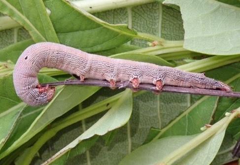 Dysgonia senex