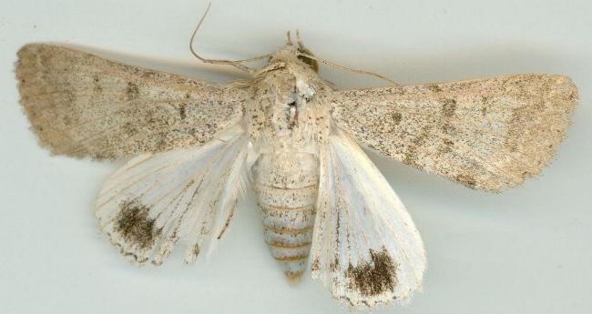 Pandesma submurina