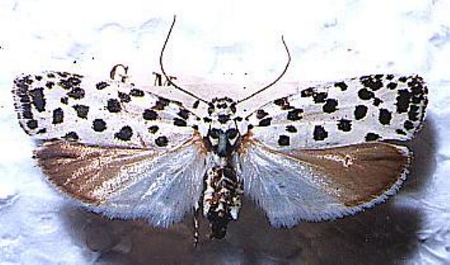 Ethmia clytodoxa