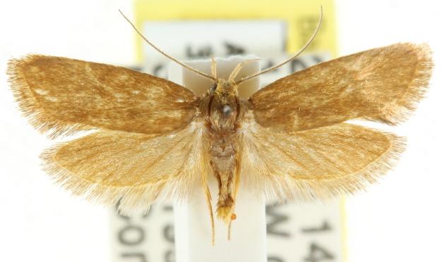 Eulechria heliocoma