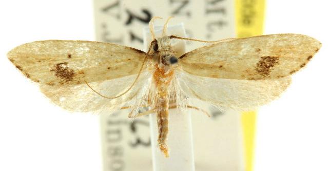 Atheropla hemispila