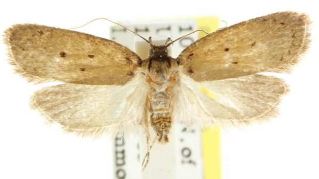 Sclerocris ochrosarca