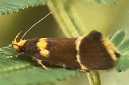 Eulechria psilopla