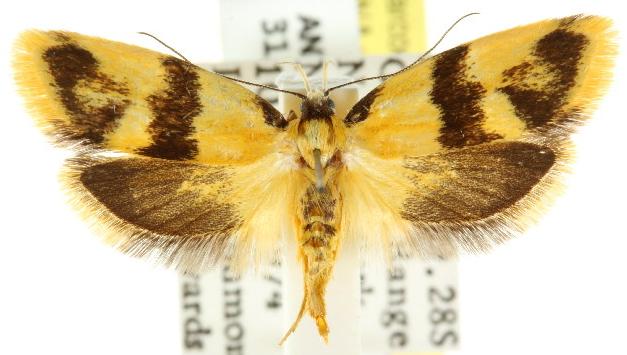 Eulechria tolmera
