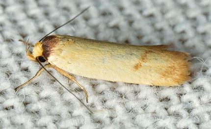 Eulechria xuthophylla