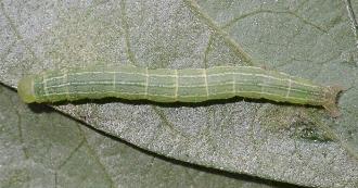 Anticarsia irrorata