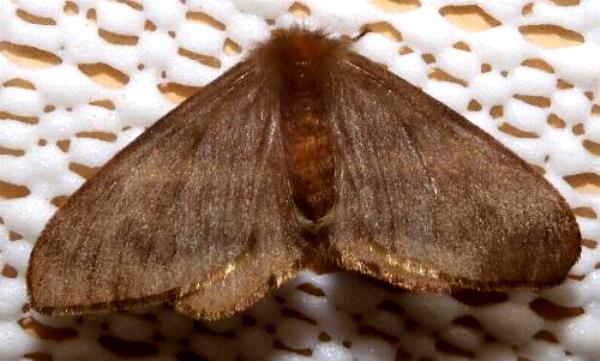 Panacela lewinae