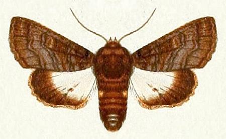 Pataeta carbo