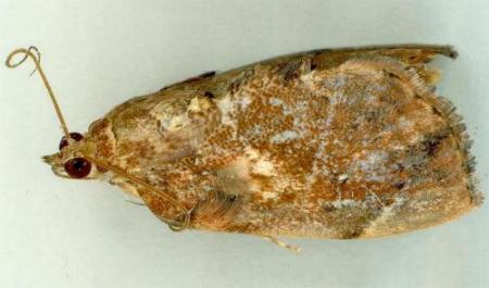 Crocidolomia suffusalis