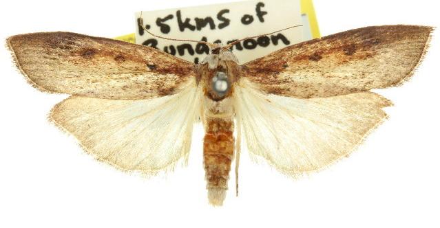 Tirathaba parasiticus