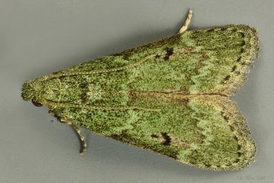 Heteromicta poeodes