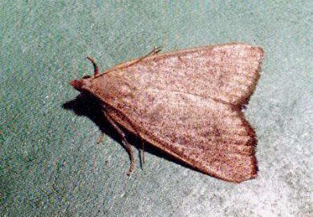 Callionyma sarcodes