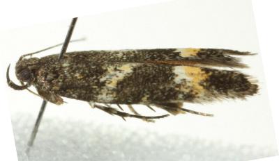 Ardozyga acroleuca