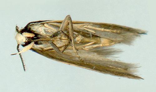 Macrenches eurybatis