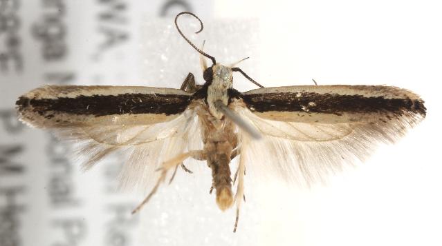 Macrenches eurybatis