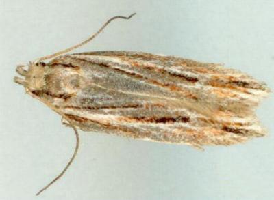 Ardozyga odorifera