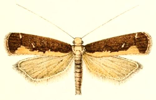 Helcystogramma plutelliformis