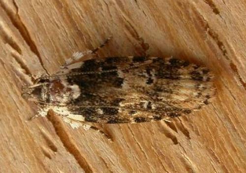 Ardozyga sodalisella