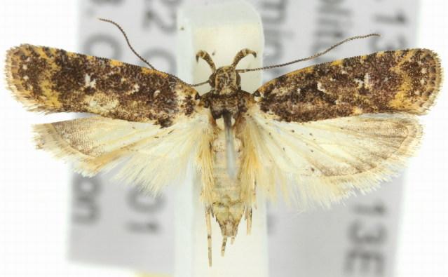 Ardozyga sodalisella