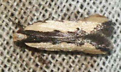 Ardozyga stratifera