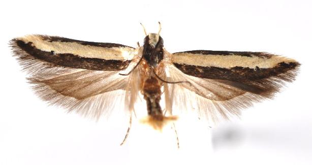 Ardozyga stratifera