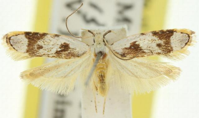 Ardozyga voluta