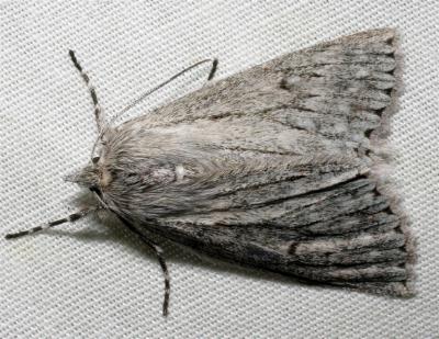 Cyneoterpna alpina