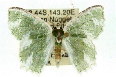 Anisozyga aphrias
