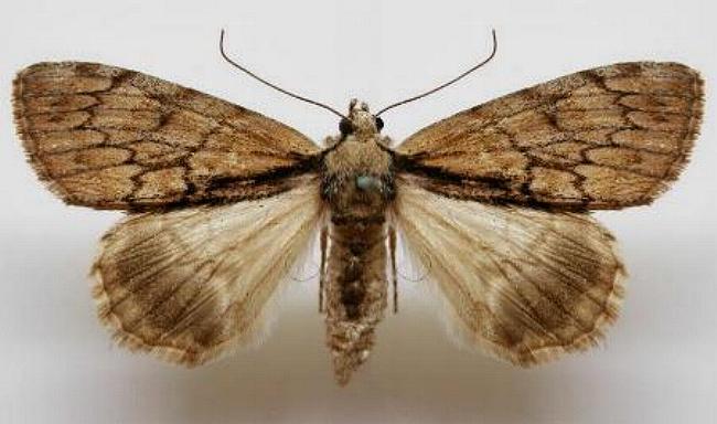 Rhuma argyraspis