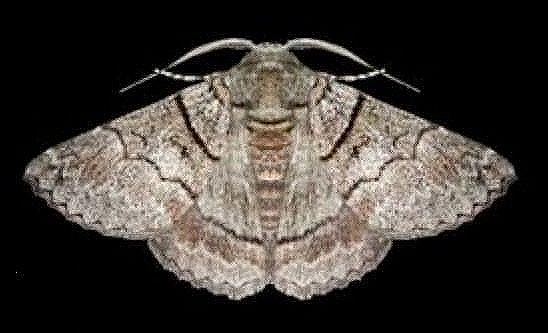 Hypobapta barnardi
