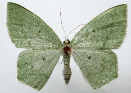 Maxates centrophylla