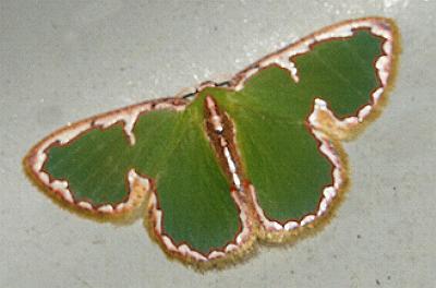Comostola chlorargyra