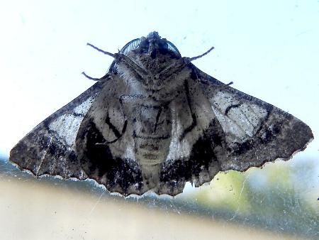 Hypobapta diffundens