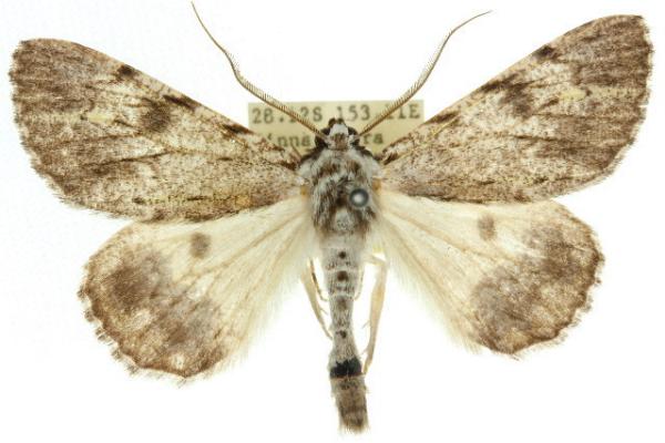 Rhuma divergens