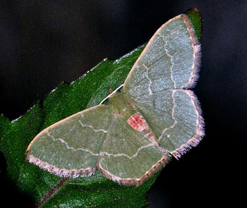 Hemithea doddi