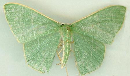 Thalassodes dorsilinea