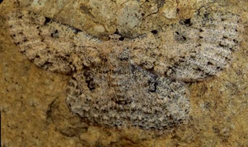Hypodoxa erebusata
