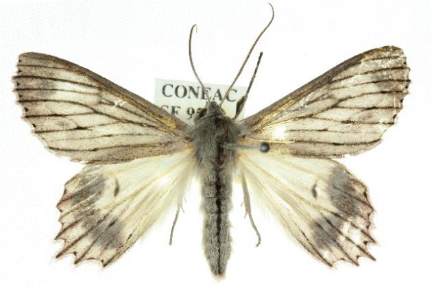 Paraterpna harrisoni