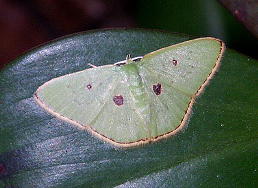 Comostola leucomerata