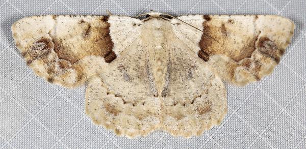 Aeolochroma melaleucae