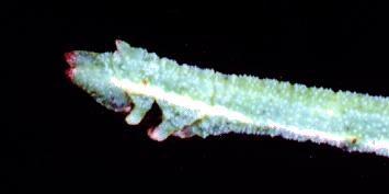 Chlorocoma melocrossa