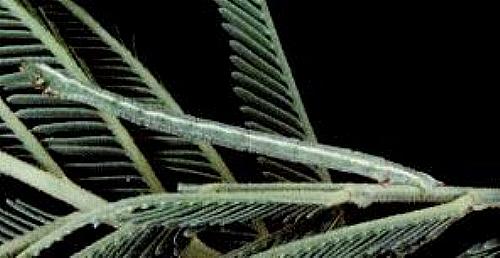 Chlorocoma melocrossa