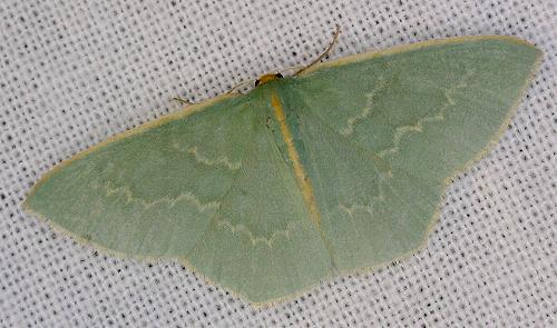 Chlorocoma melocrossa