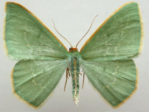 Chlorocoma melocrossa