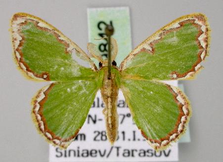 Comostola minutata