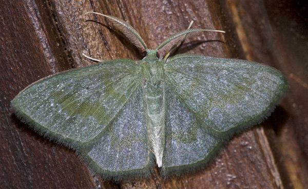 Maxates multitincta