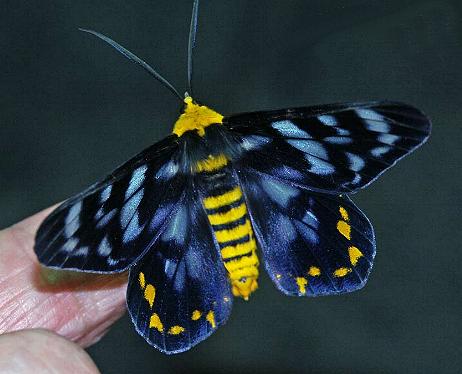 Dysphania numana