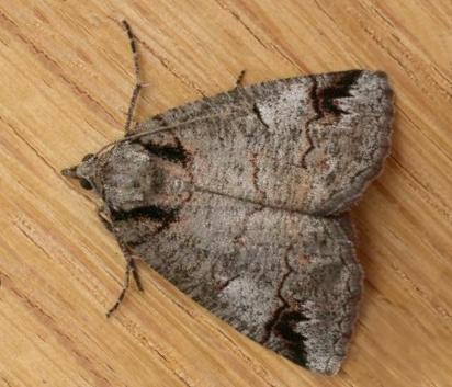 Austroterpna paratorna
