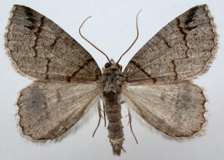 Austroterpna paratorna