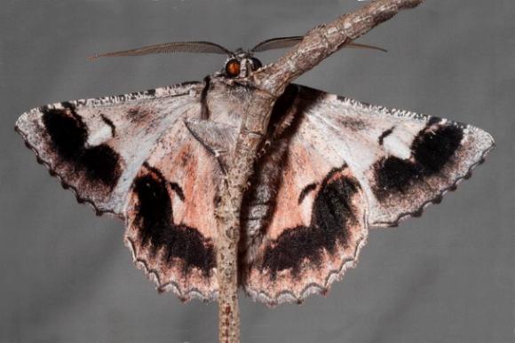 Hypobapta percomptaria